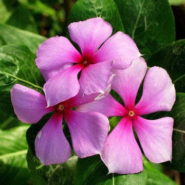Vinca Seeds - Flower Plant for Home Gardens
