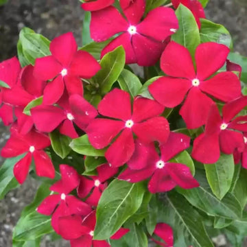 Vinca Seeds - Flower Plant for Home Gardens