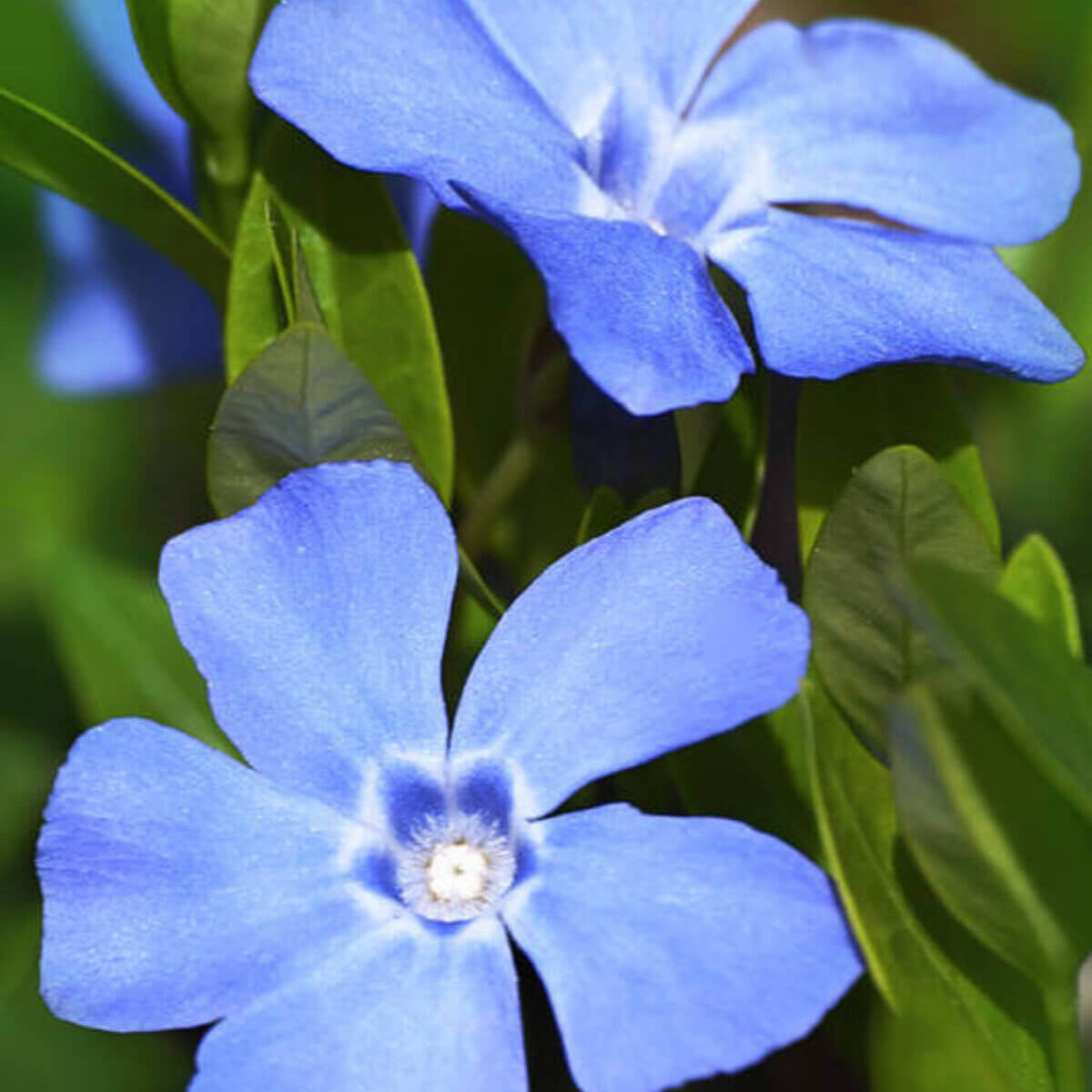 Vinca  Seeds – Light Blue