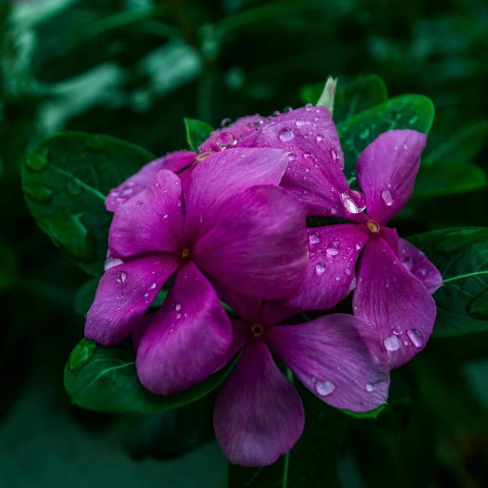 Vinca Seeds – Violet