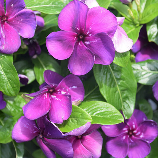 Vinca Seeds – Violet