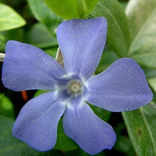 Vinca Seeds – Minor
