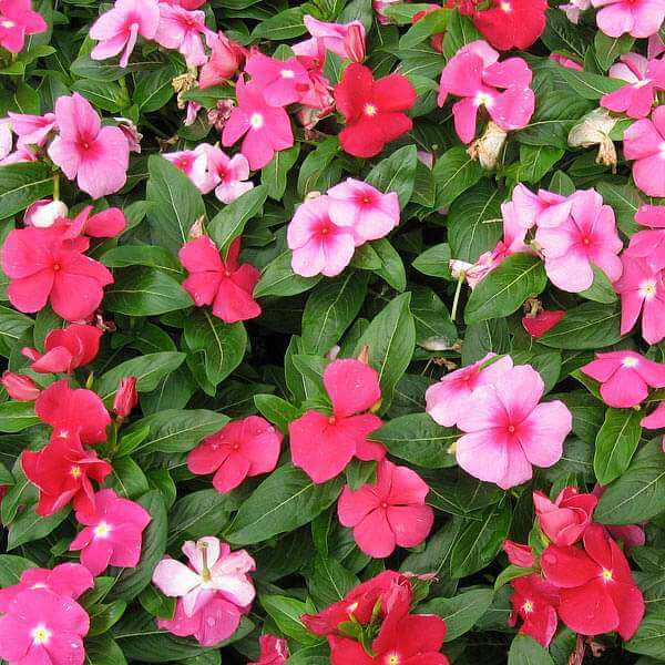 Vinca Seeds – Mix