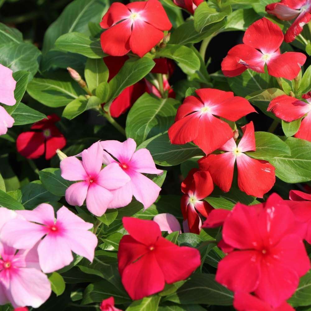 Vinca Seeds – Mix