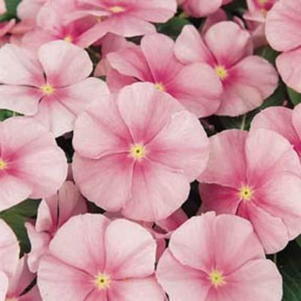 Vinca Seeds – Pink