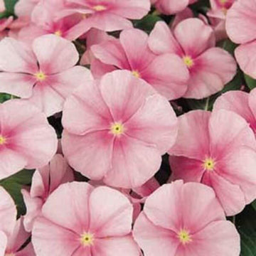 Vinca Seeds – Pink