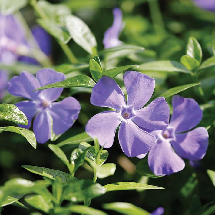 Vinca Seeds – Purple