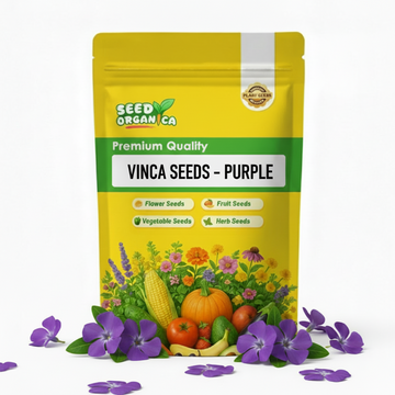Vinca Seeds – Purple