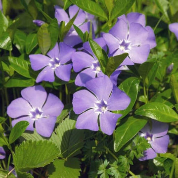 Vinca Seeds – Purple