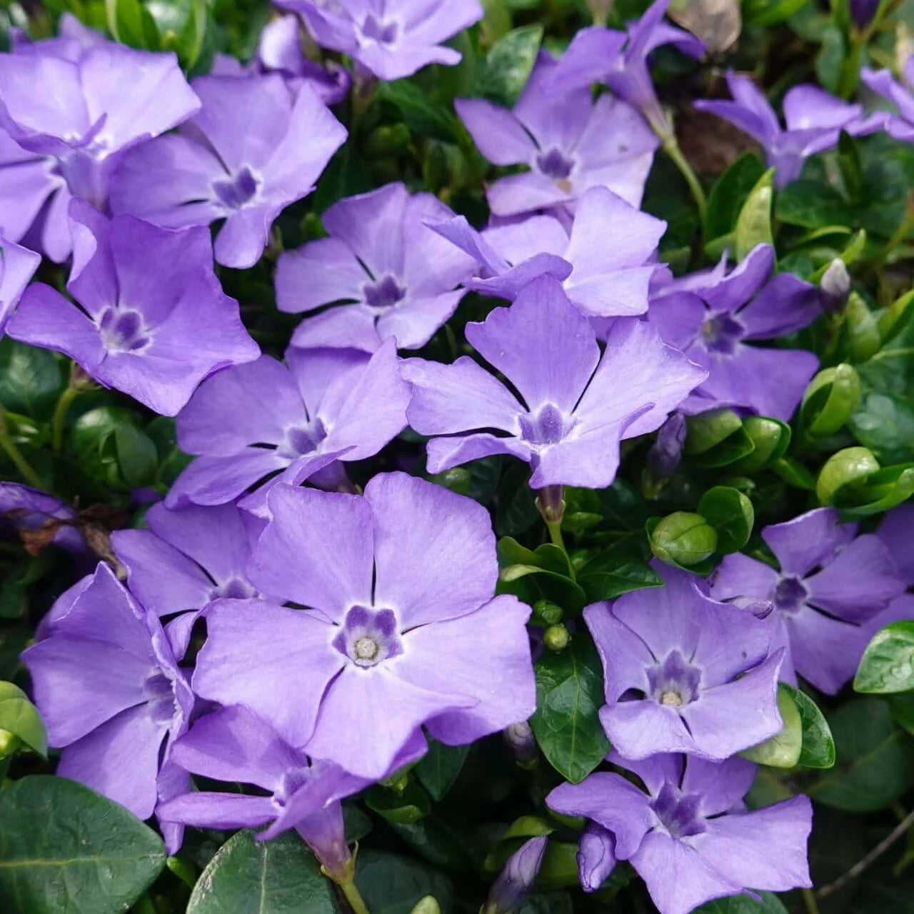 Vinca Seeds – Purple