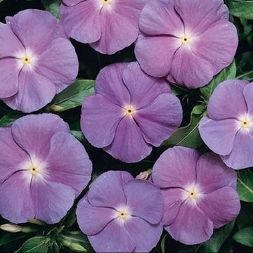 Vinca Seeds – Sunsplash Blue
