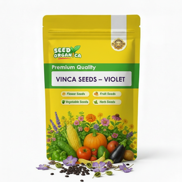 Vinca Seeds – Violet