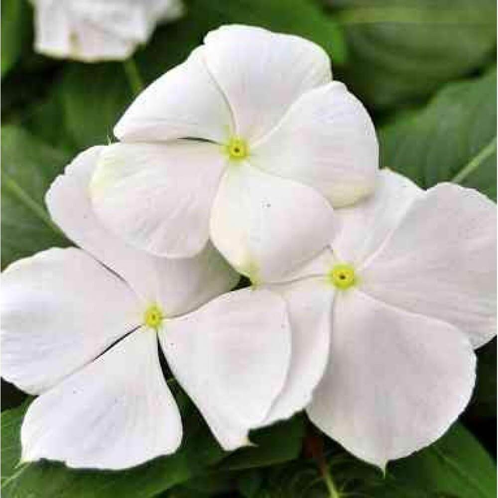Vinca Seeds – White