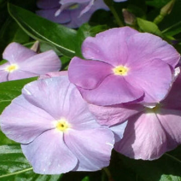 Vinca Seeds – Sunsplash Blue
