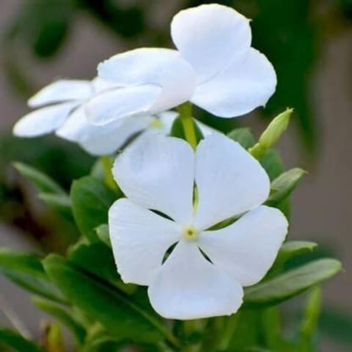 Vinca Seeds – White