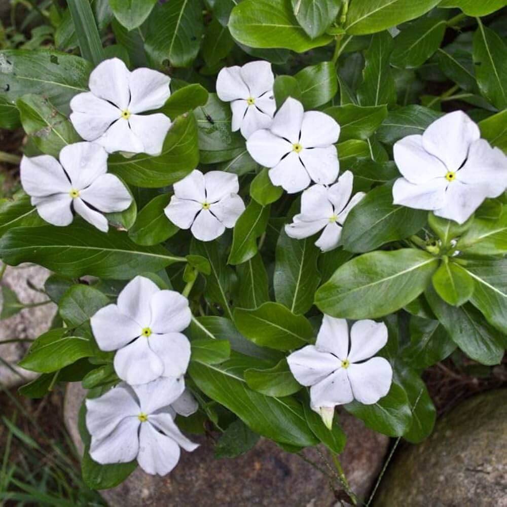Vinca Seeds – White