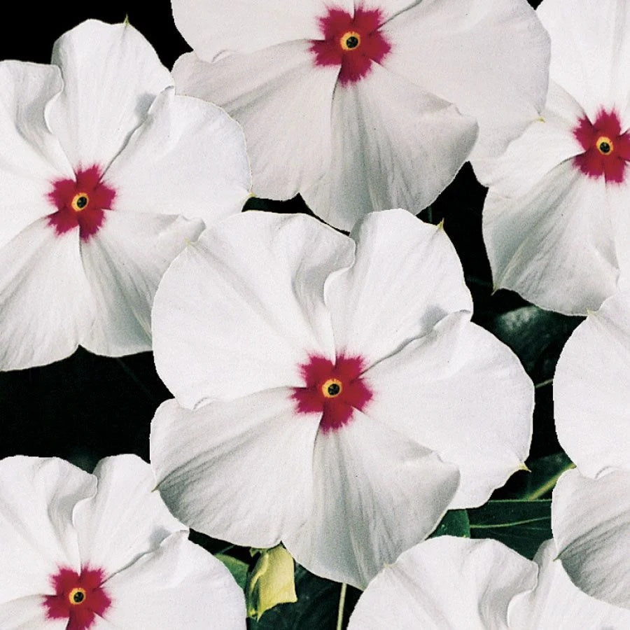 Vinca Seeds – White with Eye