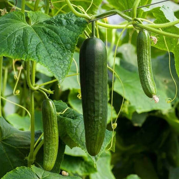 Vine Cucumber Seeds