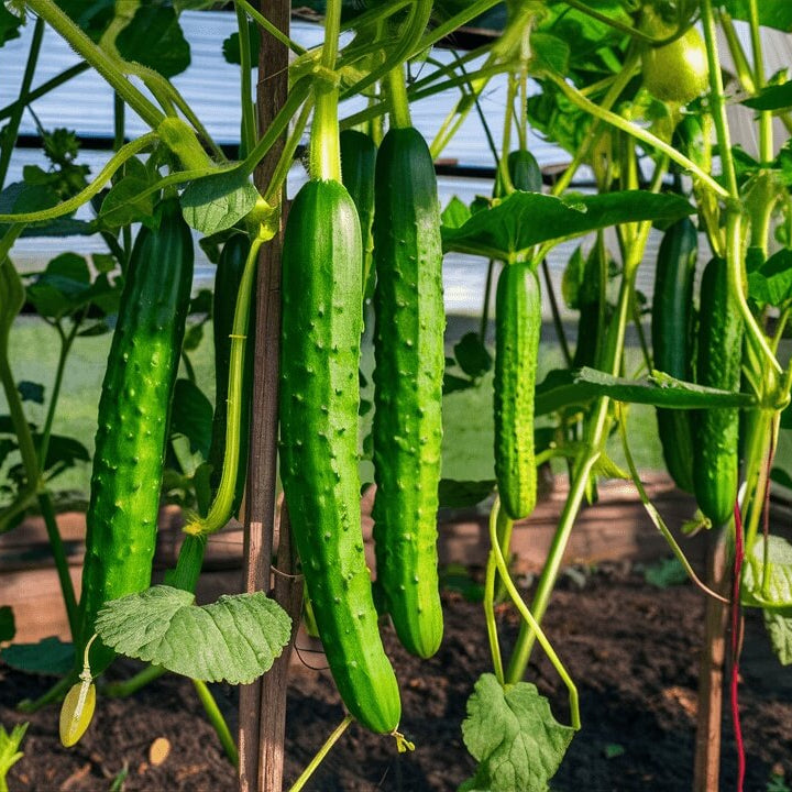 Vine Cucumber Seeds