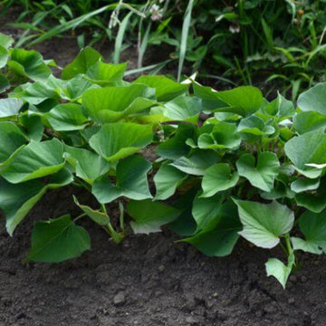 Vine Cuttings Sweet Potato Seeds - Vegetable Plant