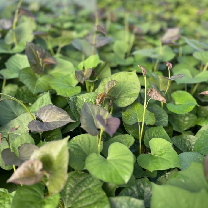 Vine Cuttings Sweet Potato Seeds - Vegetable Plant