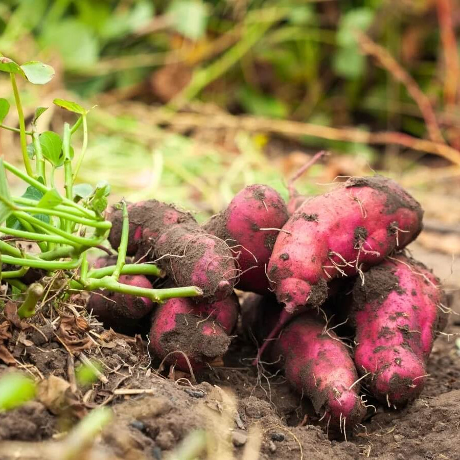Vine Cuttings Sweet Potato Seeds - Vegetable Plant