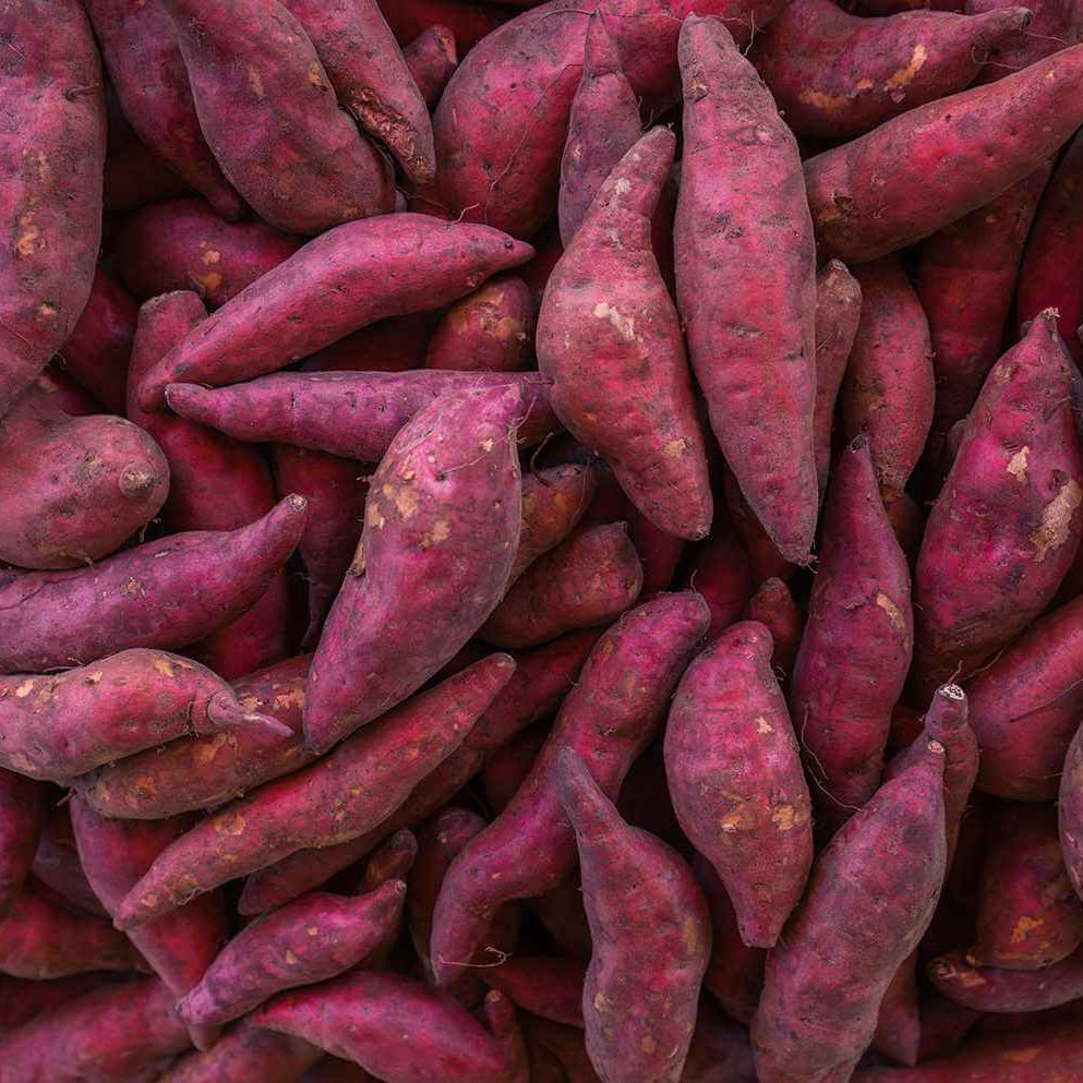 Vine Cuttings Sweet Potato Seeds - Vegetable Plant