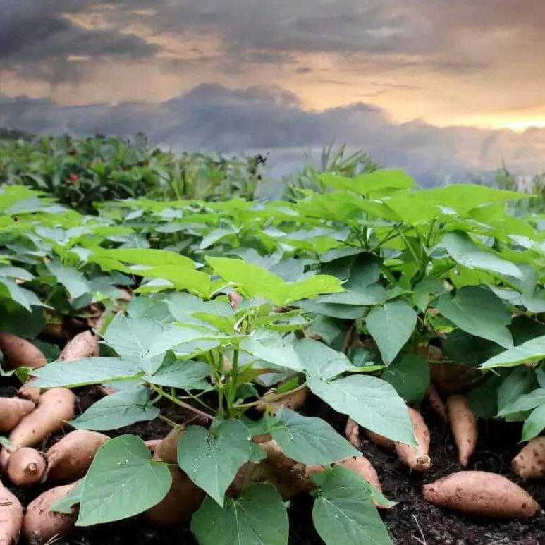 Vine Cuttings Sweet Potato Seeds - Vegetable Plant