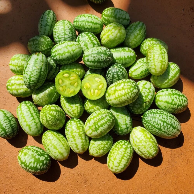 Vine Mini Cucumber Seeds