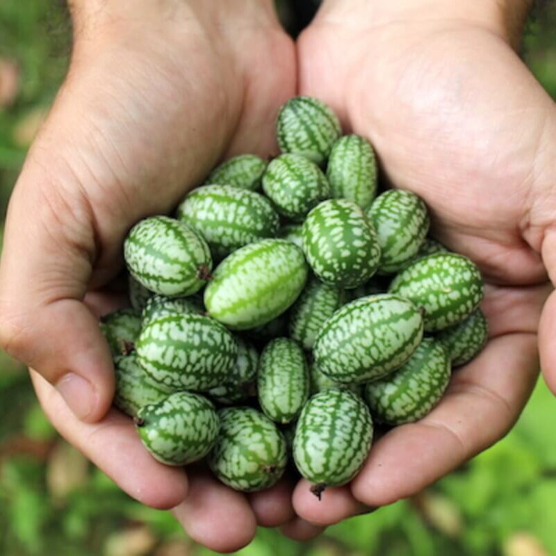 Vine Mini Cucumber Seeds