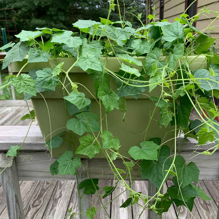 Vine Mini Cucumber Seeds