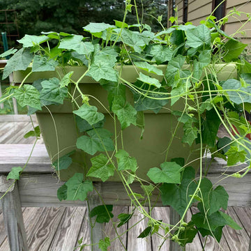 Vine Mini Cucumber Seeds