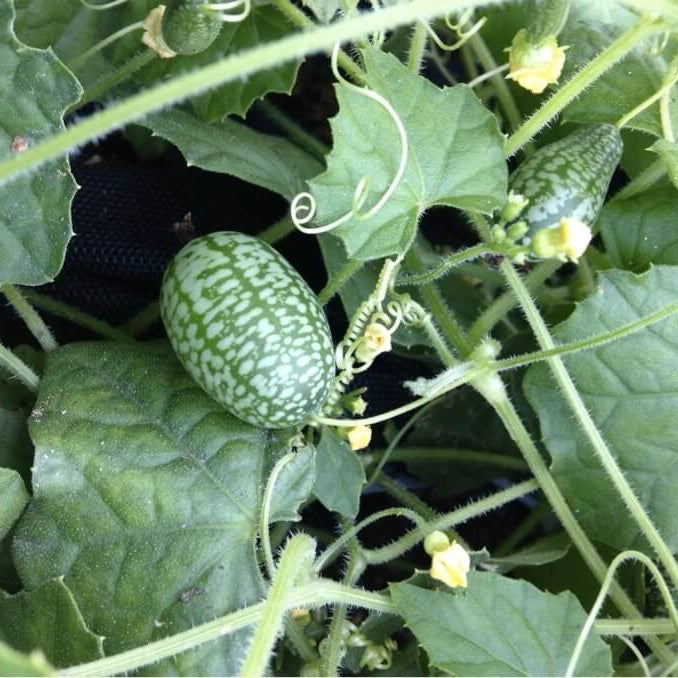Vine Mini Cucumber Seeds