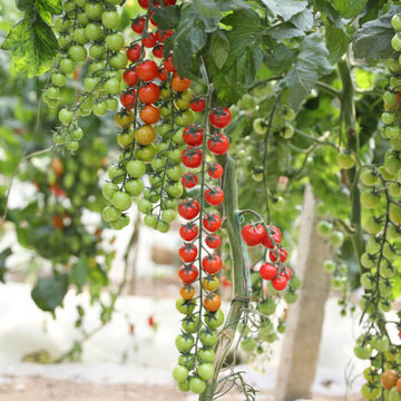 Vine Ripened Cocktail Tomato Seeds