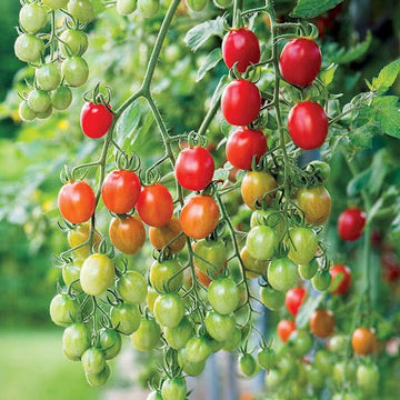 Vine Ripened Cocktail Tomato Seeds