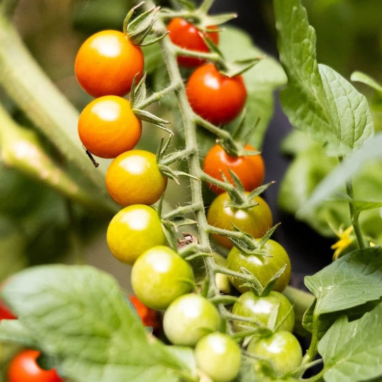 Vine Ripened Cocktail Tomato Seeds