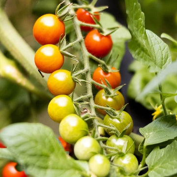 Vine Ripened Sweet Tomato Seeds