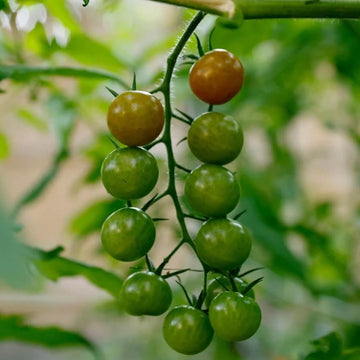 Vine Ripened Sweet Tomato Seeds