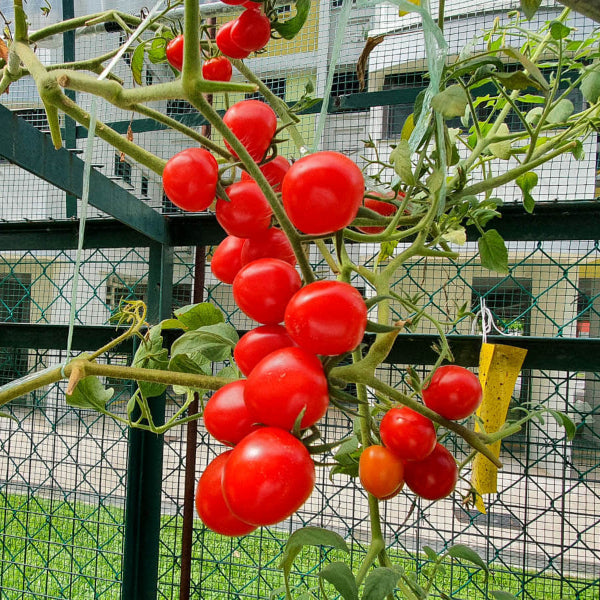 Vine Ripened Sweet Tomato Seeds