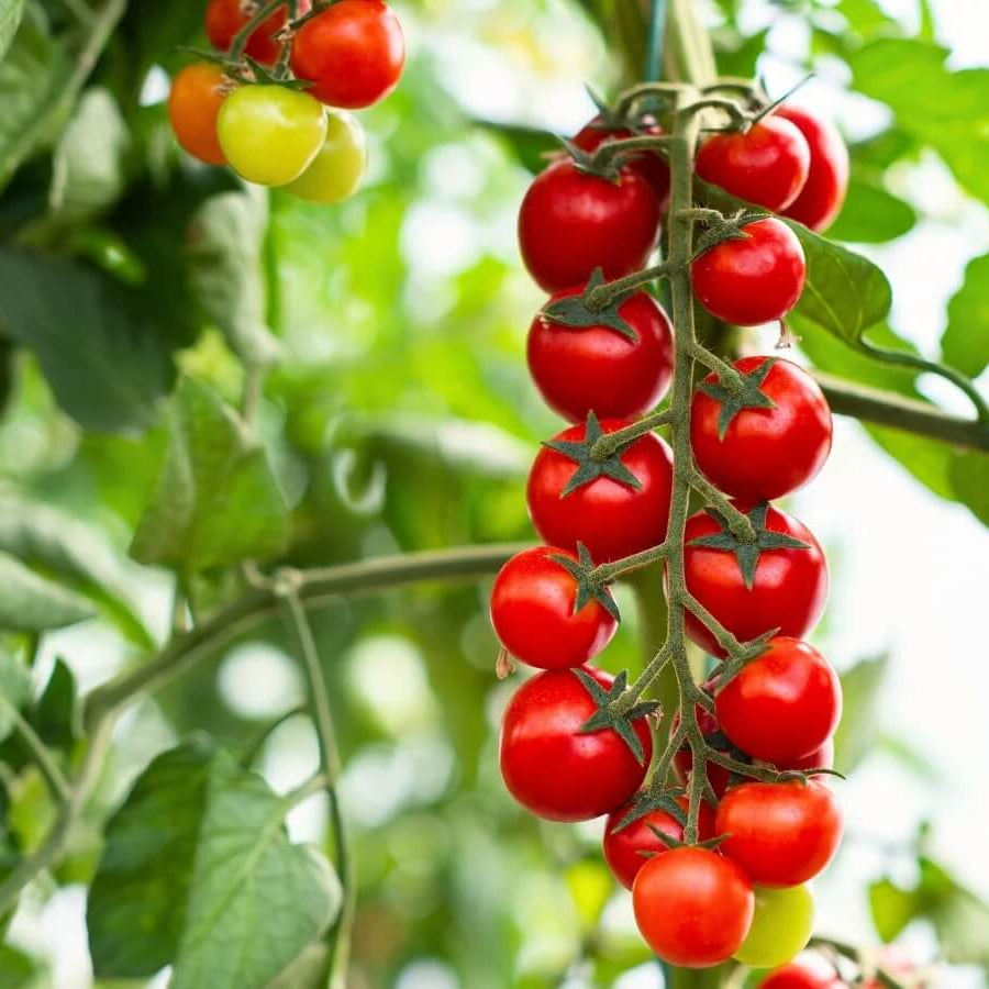 Vine Ripened Sweet Tomato Seeds