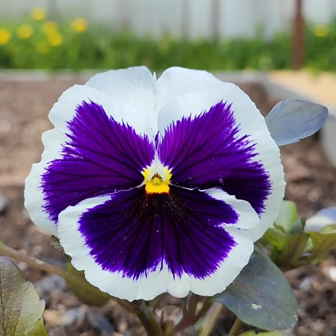 Viola Seeds - Tricolor

