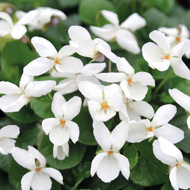 Viola Seeds – Alba Wildflower Mix, Heirloom