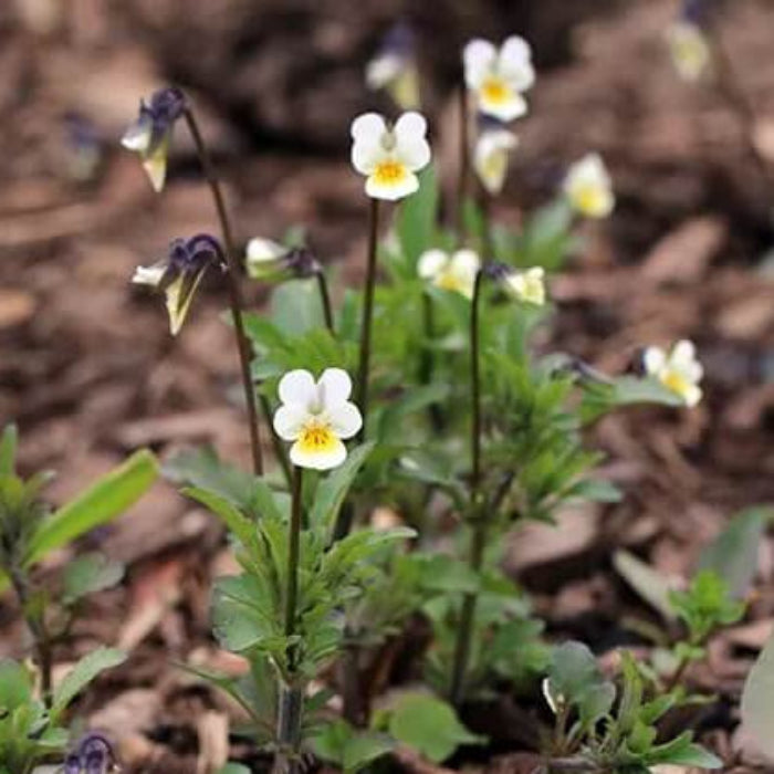 Viola Arvensis Seeds – Field Pansy