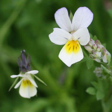 Viola Arvensis Seeds – Field Pansy