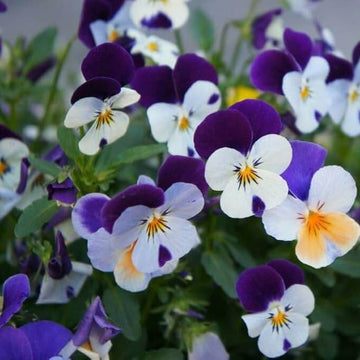 Viola Cornuta Pansy Seeds