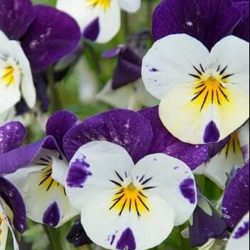 Viola Cornuta Pansy Seeds