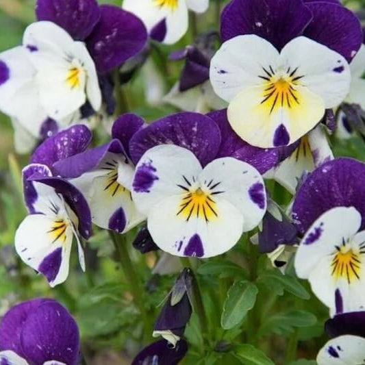 Viola Cornuta Pansy Seeds