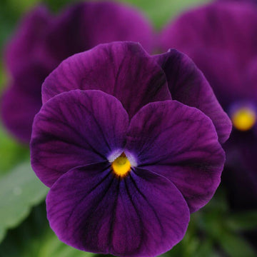 Viola Cornuta Seeds – Sorbet Purple Ice