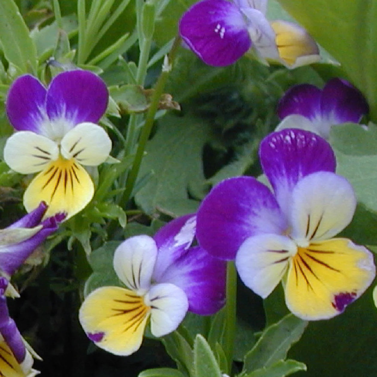 Viola Seeds – Johnny Jump Up Wildflower
