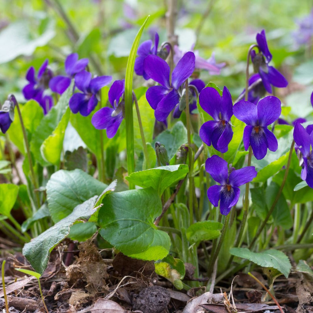 Viola Odorata Seeds – Queen Charlotte